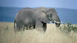Visuel de Equator's Wild Secrets