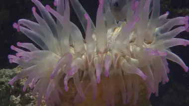 Royaume de corail