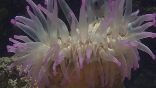 Equator's Wild Secrets Royaume de corail