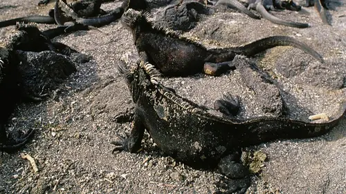 Equator's Wild Secrets Les joyaux des Andes