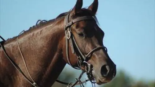 Grand Prix Equitation Jumping international de Bordeaux 2020