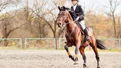 Visuel de Equitation CHI d'Al Shaqab 2020
