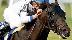 Visuel de Equitation Winter Equestrian Festival 2015