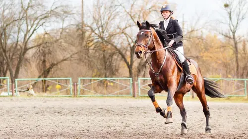 Equitation Alfursan Endurance Alula