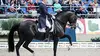 Equitation Championnats d'Europe 2017
