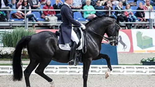 Equitation Championnats d'Europe 2017
