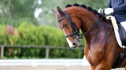 Visuel de Equitation Championnats d'Europe de dressage 2025