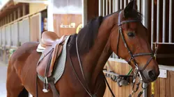 Sur Eurosport 2 à 19h15 : Equitation Championnats d'Europe de saut d'obstacles 2025