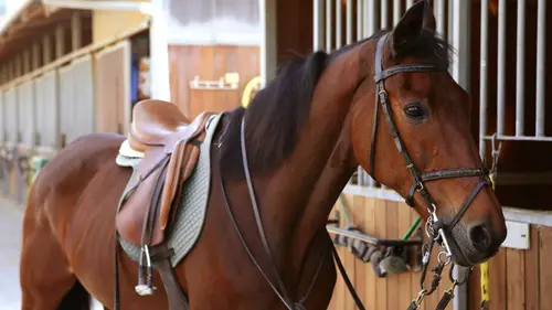 Equitation Championnats d'Europe de saut d'obstacles