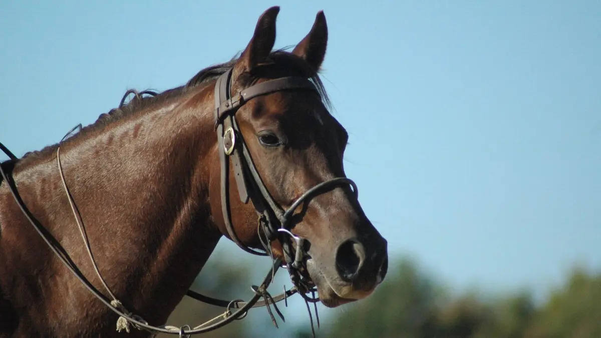 Equitation Championnats du monde 2026