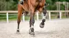 Equitation Championnats du monde des jeunes chevaux