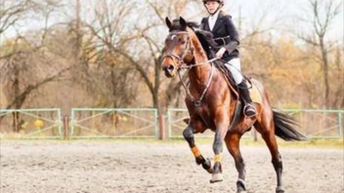 Equitation CHI d'Al Shaqab 2020