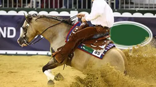 Equitation En piste pour le reining