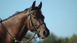 Visuel de Grand prix de Chi Shaqab
