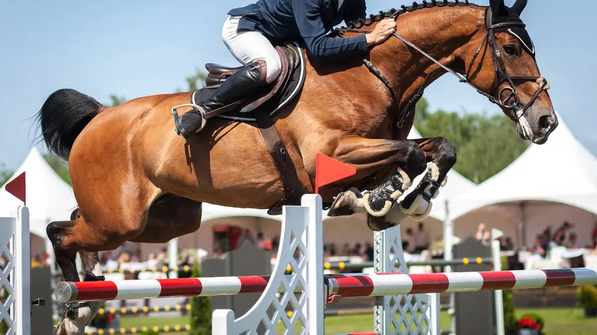 Equitation Grand Prix 2021