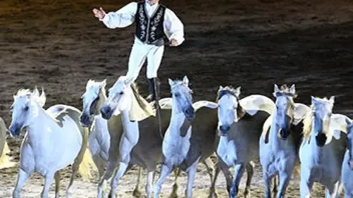 Equitation Jeux équestres mondiaux 2014