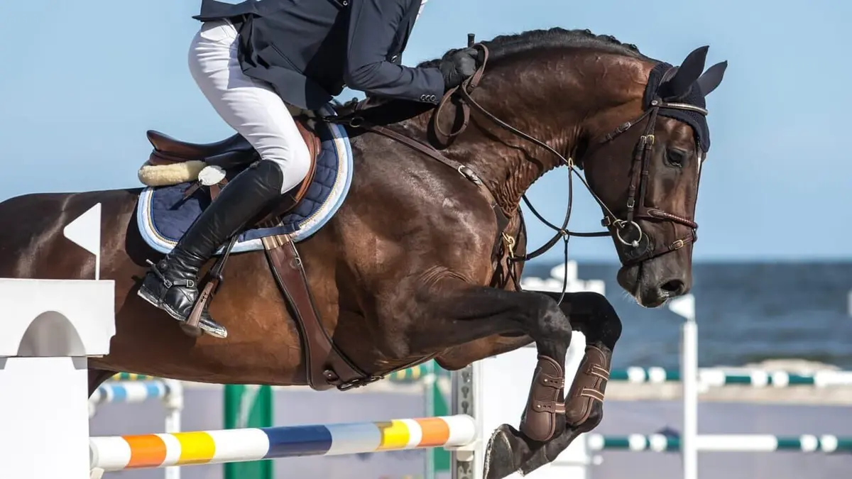 Grand Prix de la ville de Dinard Equitation Jumping international de Dinard 2025