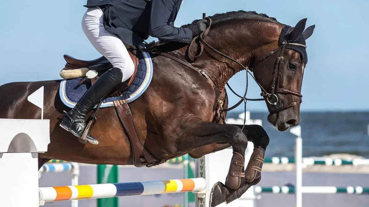 Equitation Jumping international de France 2023