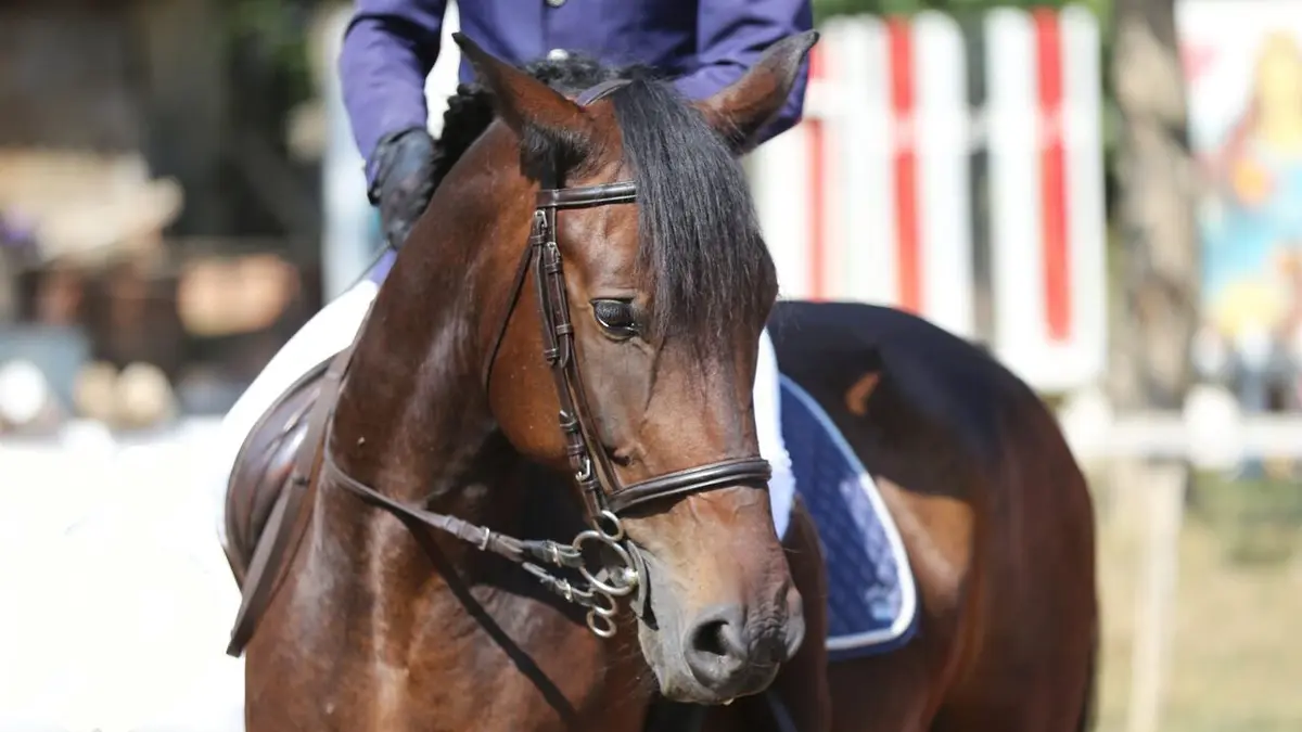 Equitation Saut Hermès