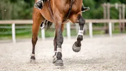 Equitation Saut Hermès