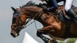 Saut d'obstacles. Les meilleurs moments