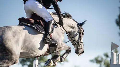 Saut d'obstacles Equitation The Dutch Masters 2025