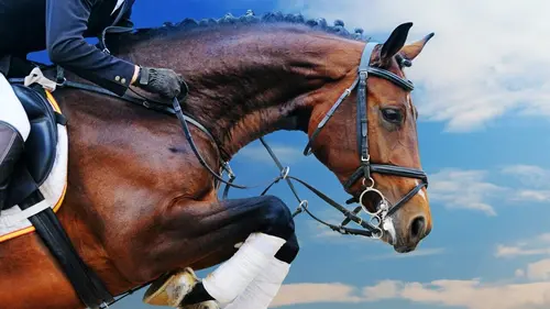 Equitation The Spruce Meadows Masters