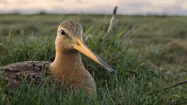 Les îles de la Frise-Orientale