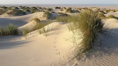 Les îles frisonnes septentrionales