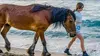 Espagne, la femme qui sauvait les chevaux
