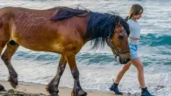 Visuel de Espagne, la femme qui sauvait les chevaux