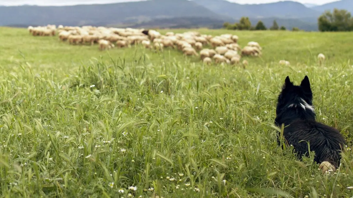 Espagne, la voie des bergers