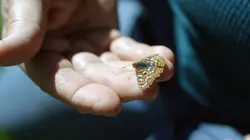 Espèces en voie d'adaptation