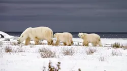 Espèces en voie d'adaptation