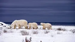 Espèces en voie d'adaptation