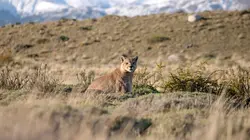 Espèces en voie d'adaptation