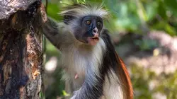 Espèces en voie d'adaptation