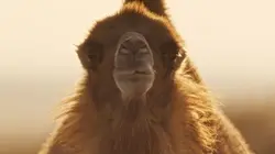 Espèces en voie d'adaptation