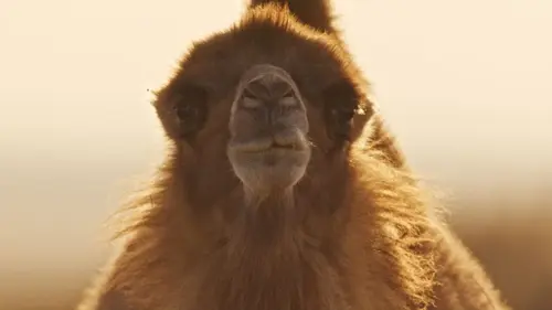 Épisodes de Espèces en voie d'adaptation