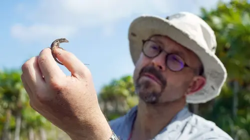 Espèces en voie d'adaptation Les îles