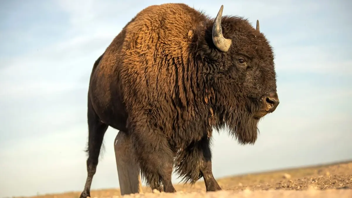 Espèces en voie d'adaptation Les prairies