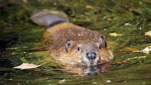 Espèces en voie de réapparition