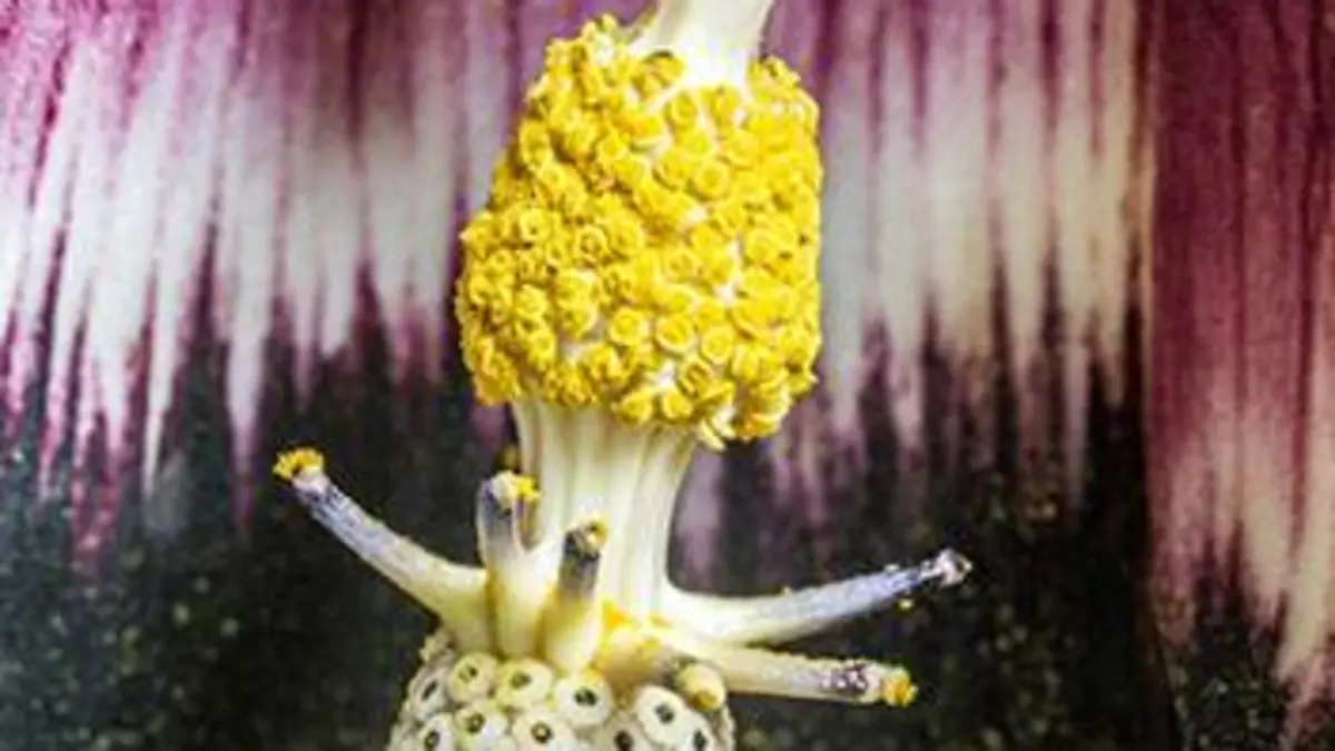 Espèces isolées des Baléares