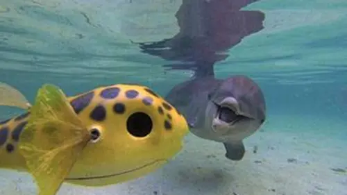 Espions chez les dauphins et les orques