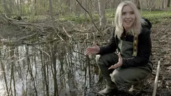 Estonie, au secours des grenouilles