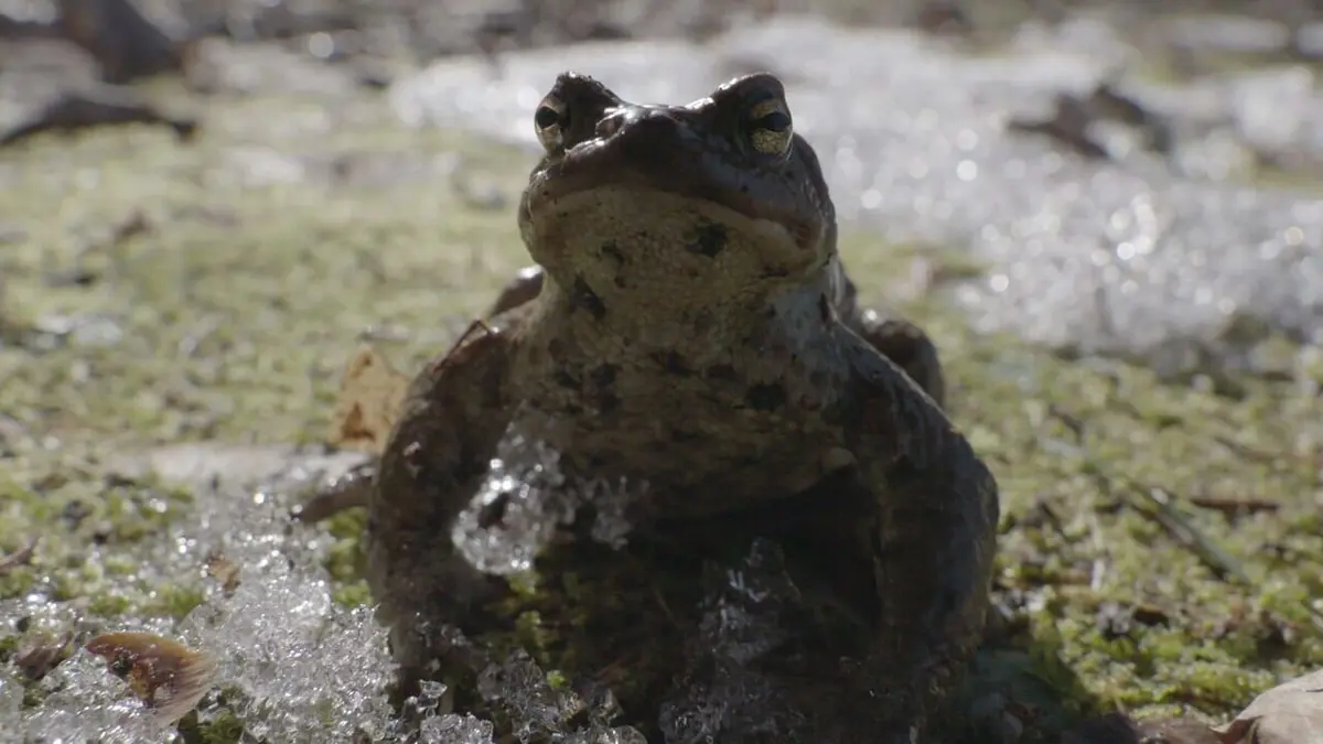 Estonie, au secours des grenouilles