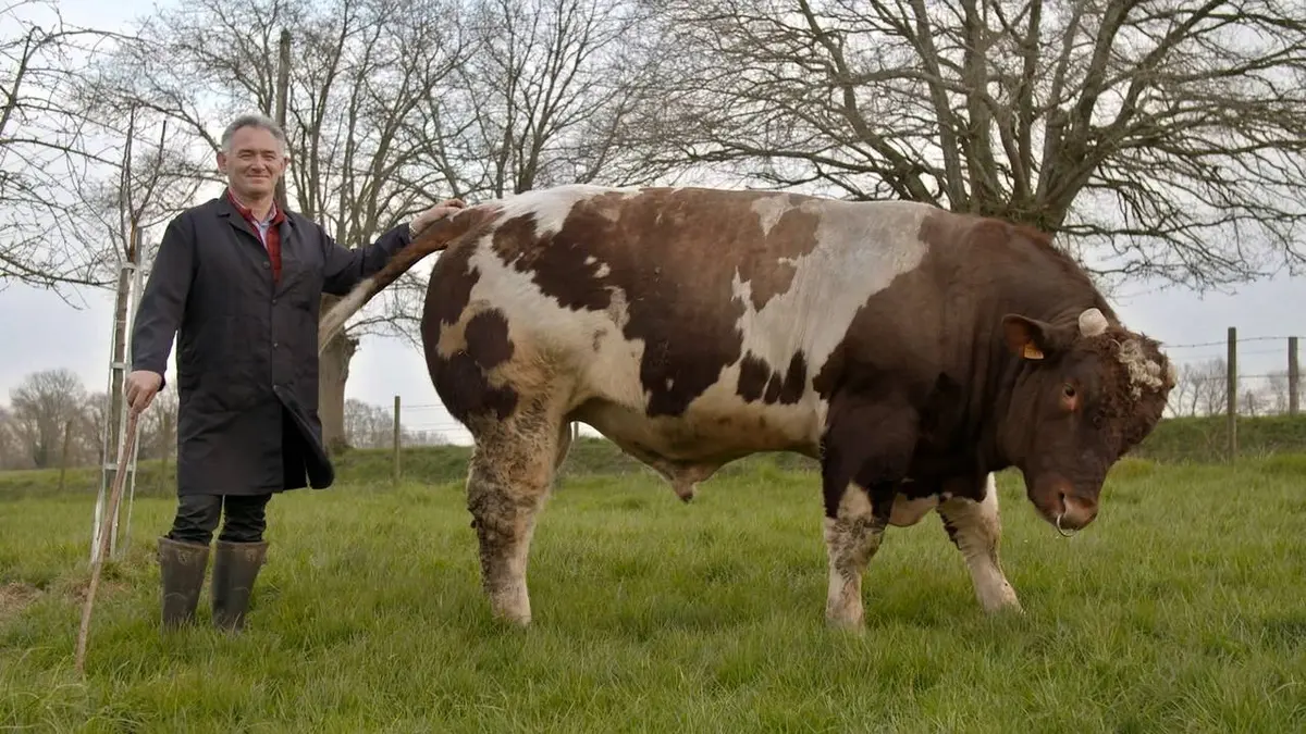 Et l'homme créa la vache