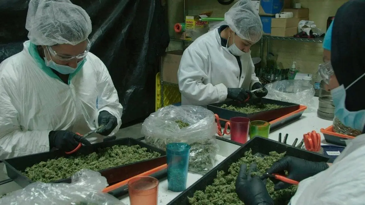 Etats-Unis : la ruée vers l'herbe