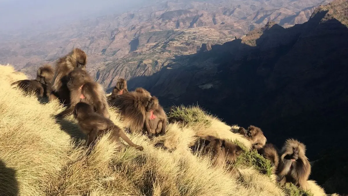 Ethiopie : la guerre des singes