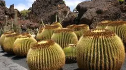 Visuel de Etonnants jardins